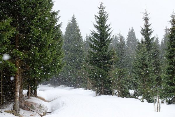 christbaumhof_bg1