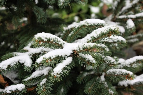 snow-2904665_640